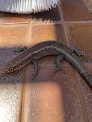 Liopholis personata