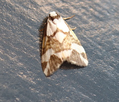 Thallarcha staurocola