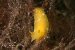Doriopsilla aurea