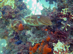 Sepia plangon