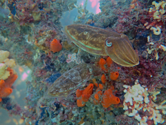 Sepia plangon