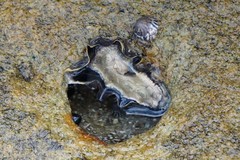 Saccostrea glomerata