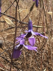 Conanthera trimaculata