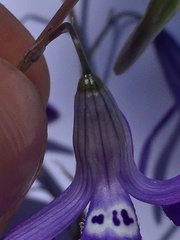 Conanthera trimaculata