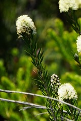 Melaleuca capitata