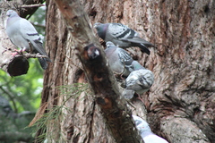 Columba livia domestica