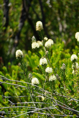 Melaleuca capitata