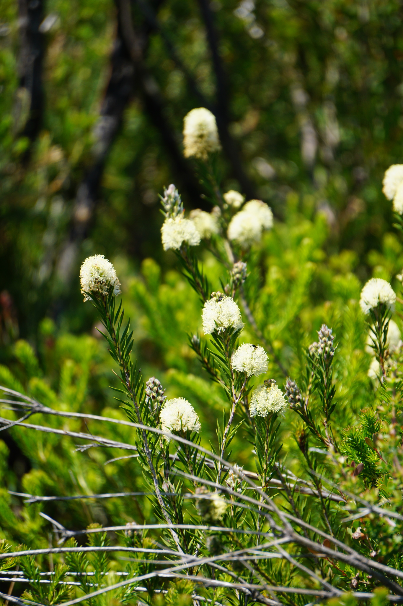 Melaleuca capitata