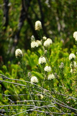 Melaleuca capitata