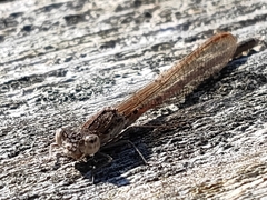Sympecma paedisca