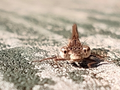 Sympecma paedisca