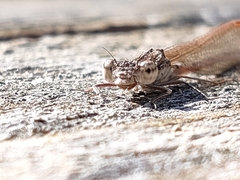 Sympecma paedisca