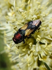Paracuris bimaculata