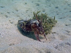 Sepia plangon