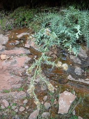 Cirsium rydbergii