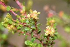 Pseudanthus orbicularis