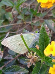 Leptophobia aripa