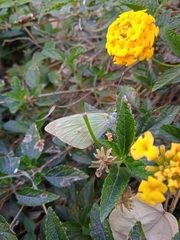 Leptophobia aripa