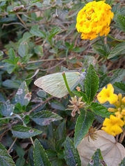 Leptophobia aripa