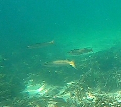 Sphyraena flavicauda