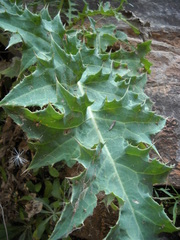 Cirsium rydbergii