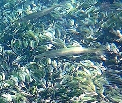 Sphyraena flavicauda