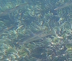 Sphyraena flavicauda