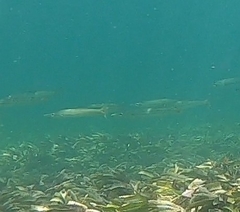 Sphyraena flavicauda