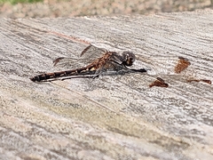 Sympetrum infuscatum