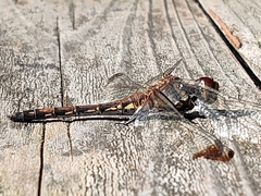 Sympetrum infuscatum
