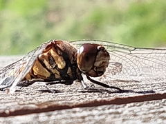 Sympetrum infuscatum