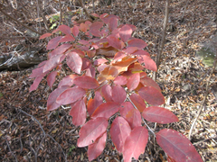 Lindera glauca