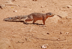 Xerus rutilus