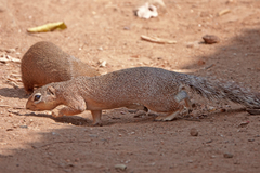 Xerus rutilus