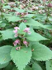 Lamium orvala