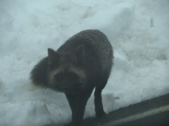Vulpes vulpes cascadensis