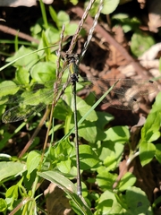 Lestes temporalis