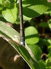 Lestes temporalis