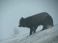 Vulpes vulpes cascadensis