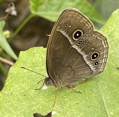 Mycalesis gotama nanda