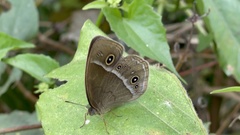 Mycalesis gotama nanda