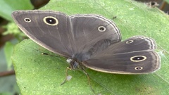 Mycalesis gotama nanda