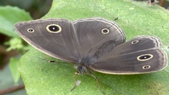 Mycalesis gotama nanda