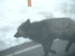 Vulpes vulpes cascadensis