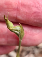 Pterostylis excelsa