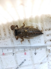 Anotogaster sieboldii