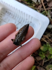 Anotogaster sieboldii