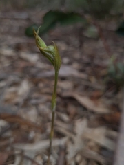 Pterostylis excelsa