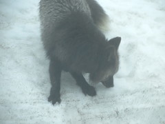 Vulpes vulpes cascadensis