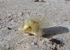 Electroma papilionacea